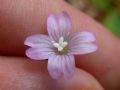 Epilobium collinum